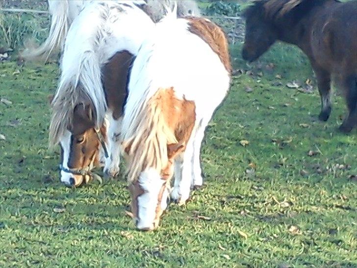 Shetlænder Coco<3 - Coco og hans mor Chessy<3 billede 13