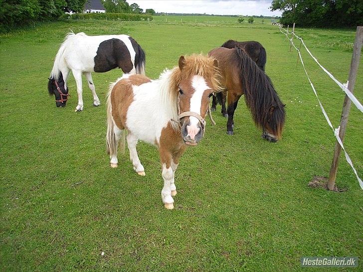 Shetlænder Coco<3 billede 14