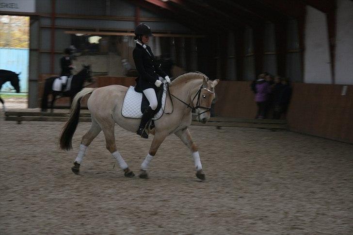 Fjordhest Tulle (Min<3) - LC1 d. 31-10-10  :D billede 20