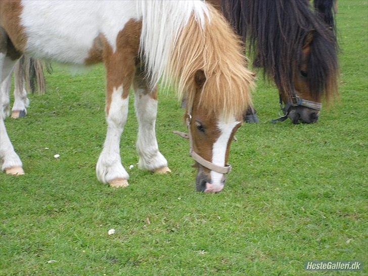 Shetlænder Coco<3 billede 15