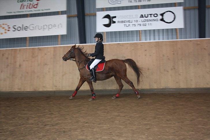 Hollandsk Sportspony Daisy - på opvarmingsbanen til stevnet på HDR billede 17