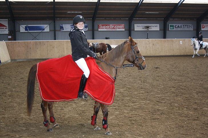 Hollandsk Sportspony Daisy billede 18