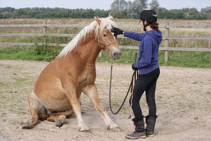 Haflinger Asmund *Hingst* - Velkommen til Asmunds profil! - Et forhold baseret på tillid (; billede 1