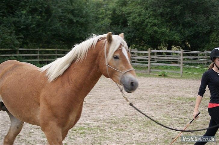 Haflinger Asmund *Hingst* - Nuttet lille hingste-basse<3 billede 4