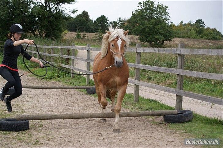 Haflinger Asmund *Hingst* - Hopla et lille spring (; billede 5