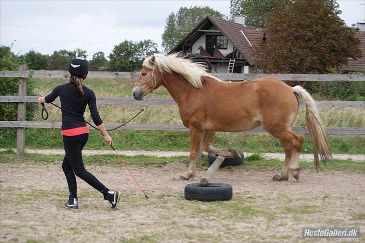 Haflinger Asmund *Hingst* - Et lille spring (; billede 9