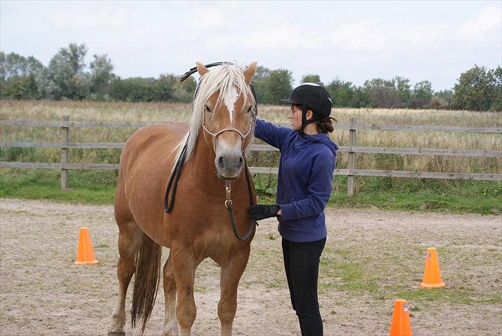 Haflinger Asmund *Hingst* - Første gang efter et år han har barebackpat på (; billede 11