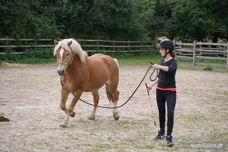 Haflinger Asmund *Hingst* - Cirkelleg <3 billede 17