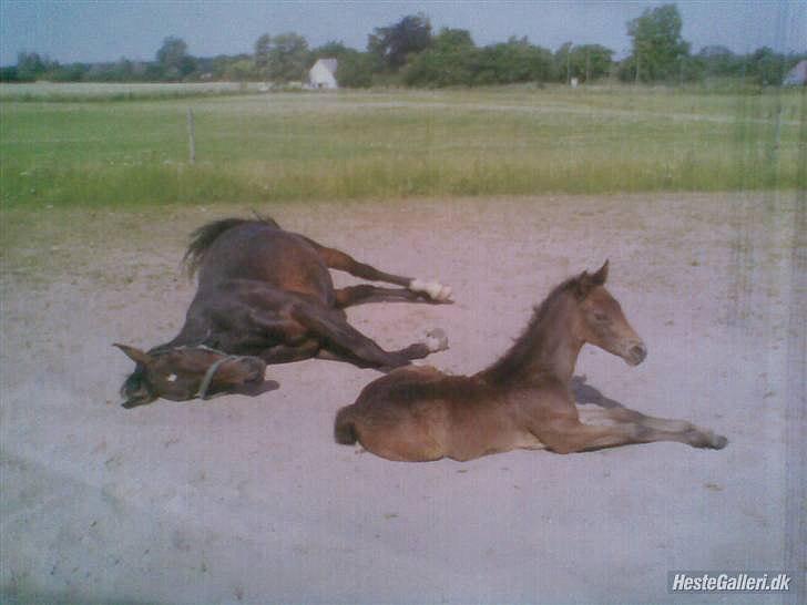 Anden særlig race My  - my som føl :) billede 5