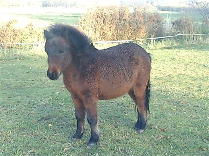 Shetlænder Cosmo<3  - Lille søde cosmo på folden<3 billede 1