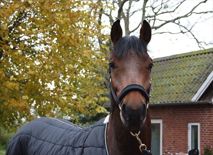 Holstener Mon Coeur (Monceur) *RIP* - Lige ankommet :) billede 3