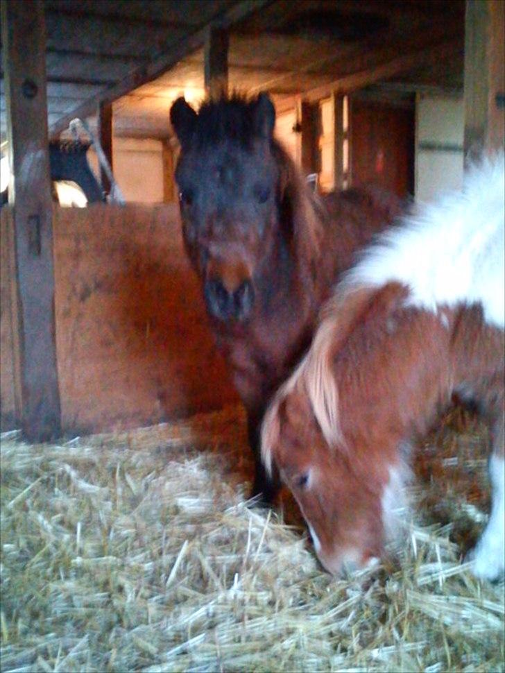 Shetlænder Cosmo<3  - Coco og cosmo<3 billede 2