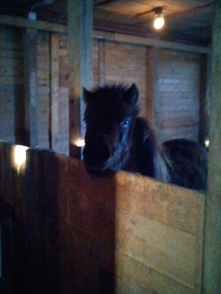 Shetlænder Cosmo<3  - <3 billede 3