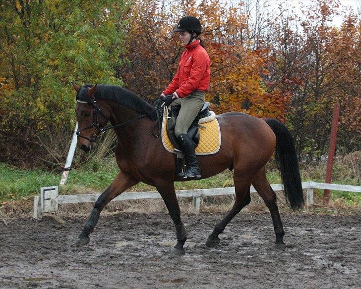 Holstener Mon Coeur (Monceur) *RIP* billede 6