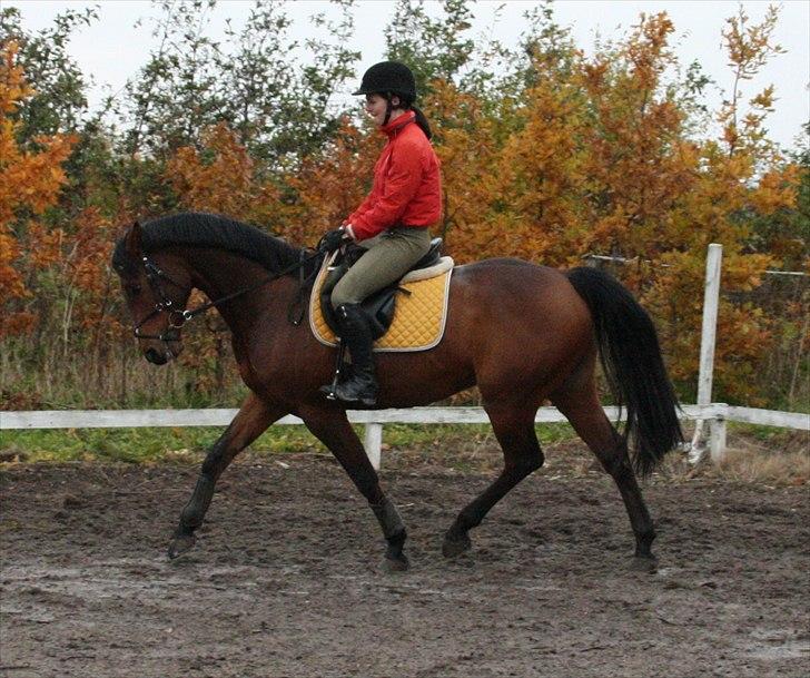 Holstener Mon Coeur (Monceur) *RIP* billede 7