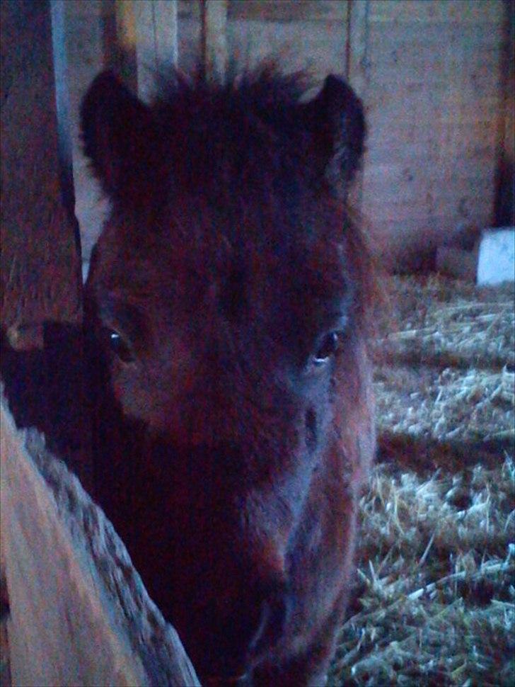 Shetlænder Cosmo<3  - Cosmo i hans boks<3 billede 4
