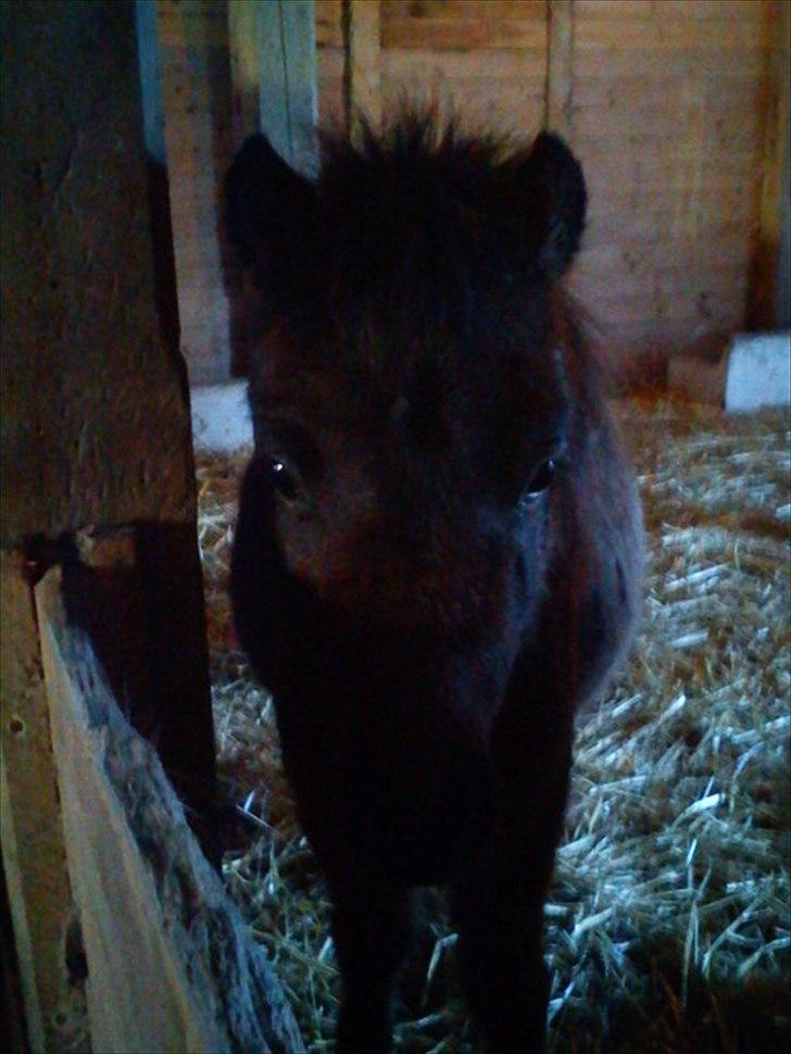 Shetlænder Cosmo<3  - Cosmo i hans boks<3 billede 5