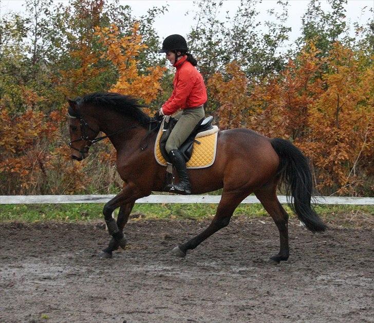 Holstener Mon Coeur (Monceur) *RIP* billede 9