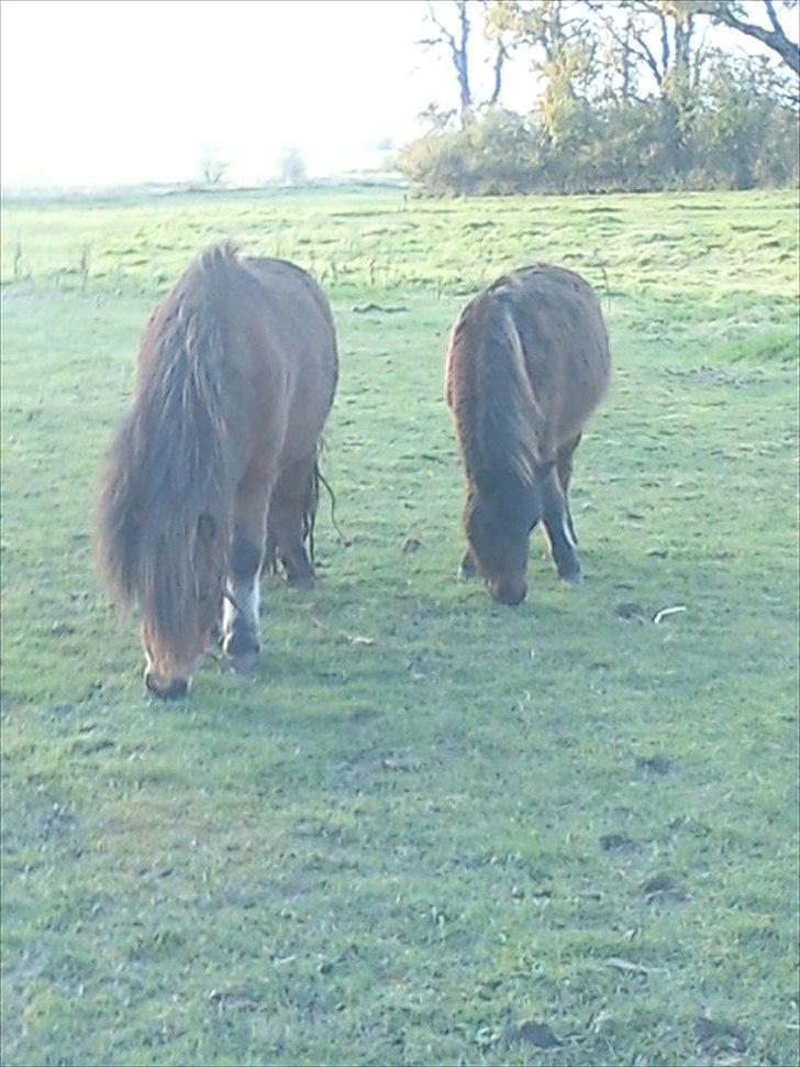 Shetlænder Cosmo<3  - på fold med sin far<3 billede 6