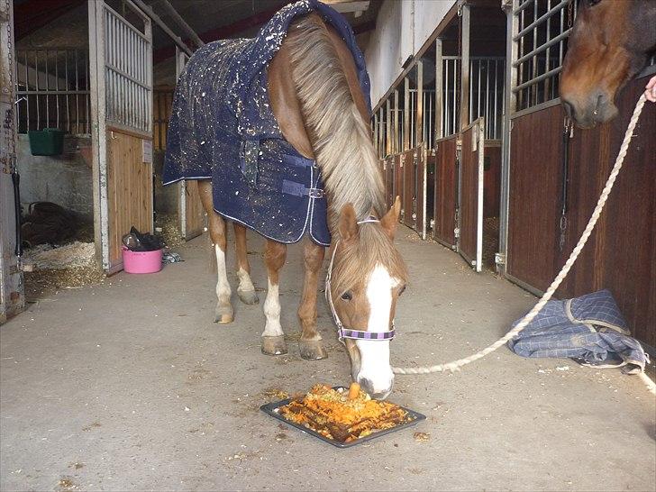 Welsh Pony (sec B) Turfhorst Pleasure<3! R.I.P min bedste ven!<3 - Billede 17: Pleasure står inde i stalden og spiser lagkage;)<3 ( Pleasure´s fødselsdag) (starten på sommer 2011) ;)<3!
- En dag uden timer, ville være det samme som et liv uden dig!<3 billede 17