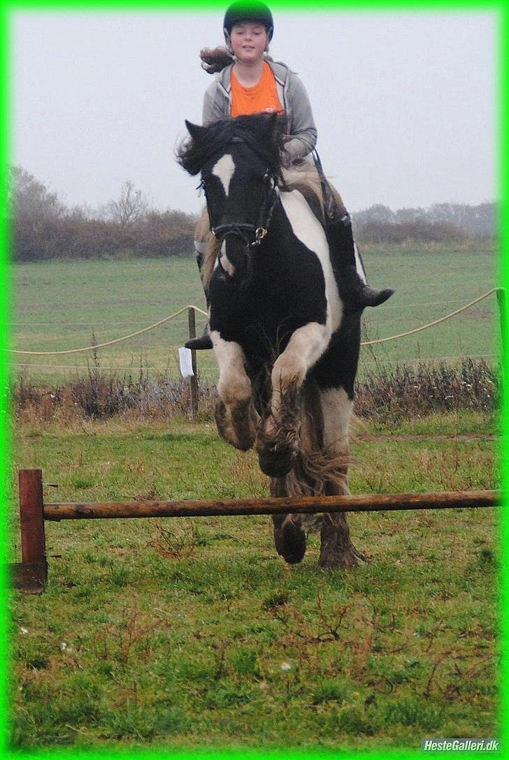 Irish Cob » KOUSGAARDENS SIR MICKEY - 17) "Love can touch us one time and last for a lifetime." <3 Foto: Maria Schjerning. billede 17