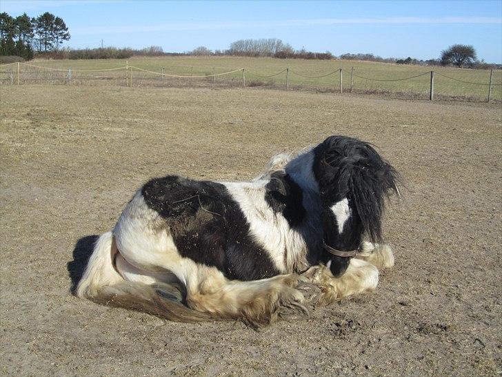 Irish Cob » KOUSGAARDENS SIR MICKEY - 19) If you're asking if i need you the answer is forever, If you're asking if I'll leave you the answer is never, If you're asking what I value the answer is you, If you're asking if I love you the answer is I do." billede 19