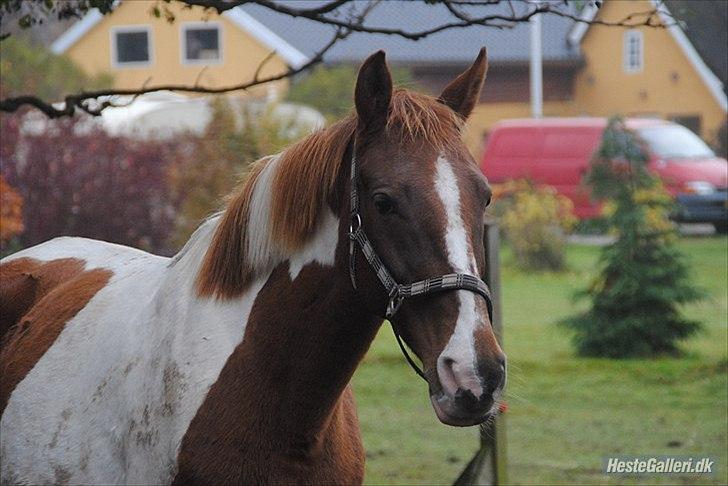 Anden særlig race Quintarnar de la orden (pinto) - (18)
Fordi du er guld værd!<3 du er noget helt specielt! det VED jeg! :'/ fotograf "MariaSchjerning" billede 15