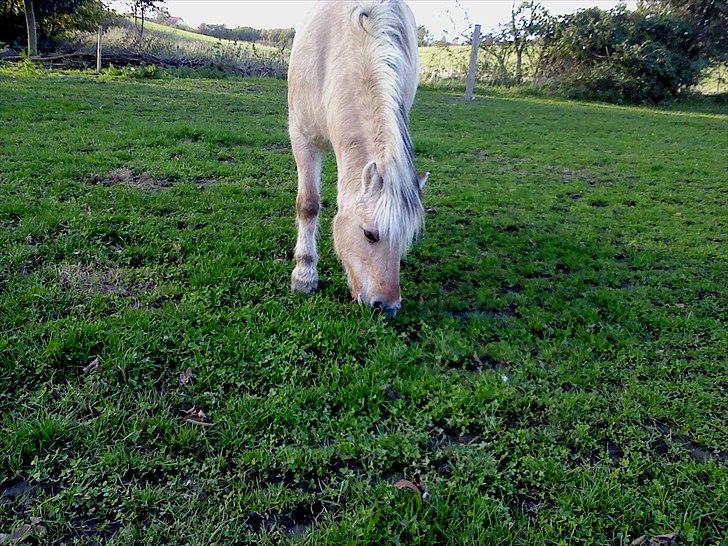 Fjordhest Lotte <3  - Bassen står & gumler. <3 billede 2