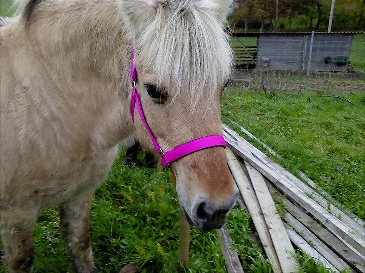 Fjordhest Lotte <3  - <3 billede 3