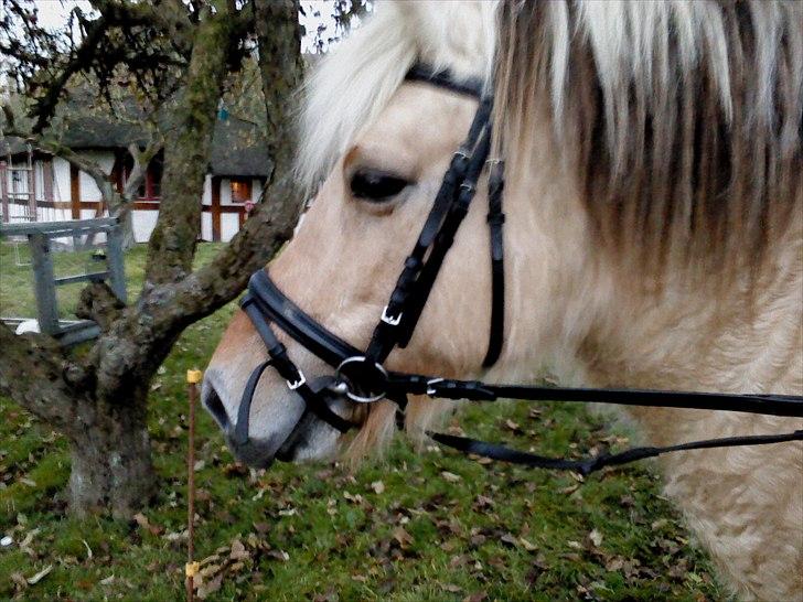 Fjordhest Lotte <3  - Flotte Lotte med hendes hovedtøj. xD billede 4