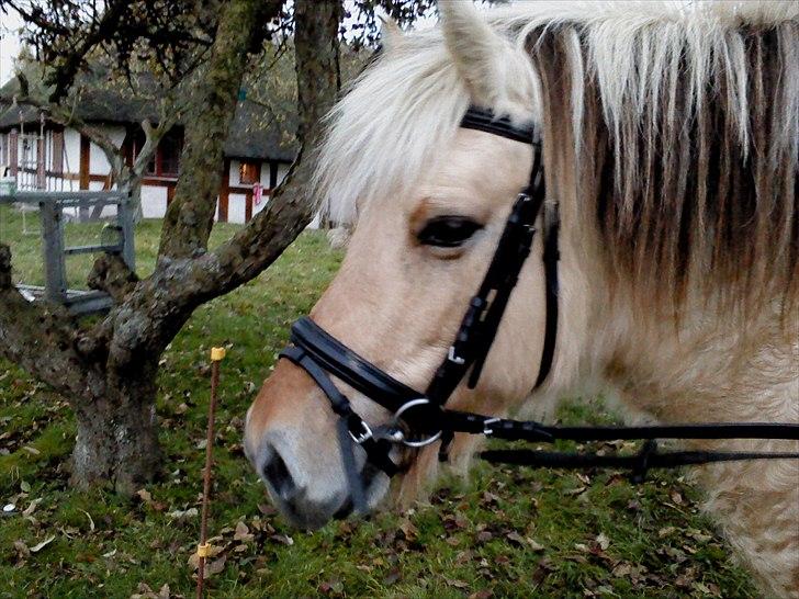 Fjordhest Lotte <3  - <3 billede 5