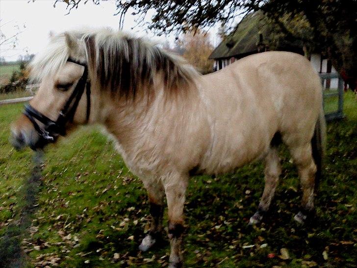 Fjordhest Lotte <3  - Min lille tyksak! <3  billede 7
