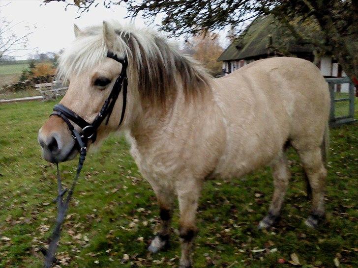 Fjordhest Lotte <3  billede 8