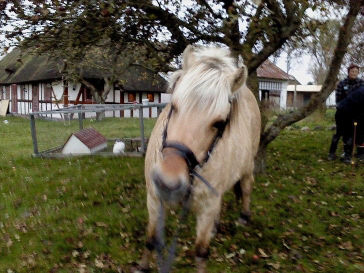 Fjordhest Lotte <3  - Så skal man lige rystes! <3 billede 9