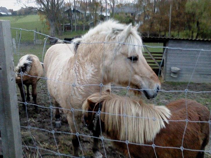 Fjordhest Lotte <3  - Lotte og hendes bedste ven Victor. :) <3 billede 10