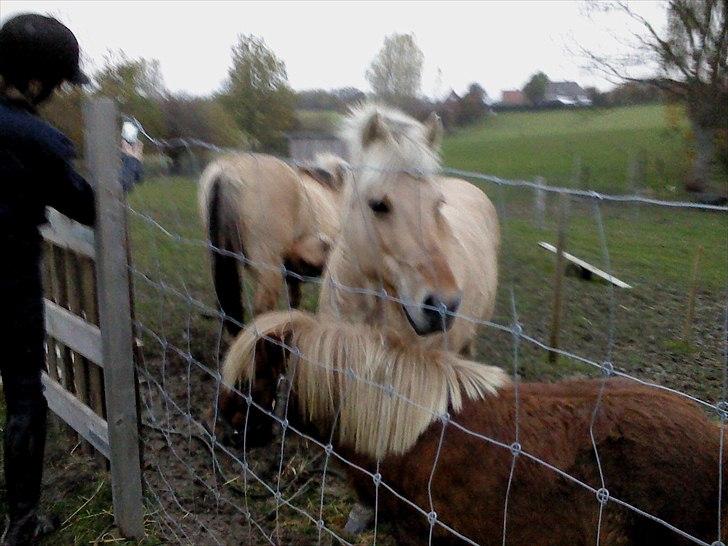 Fjordhest Lotte <3  billede 11