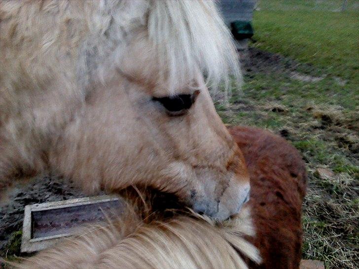 Fjordhest Lotte <3  billede 12