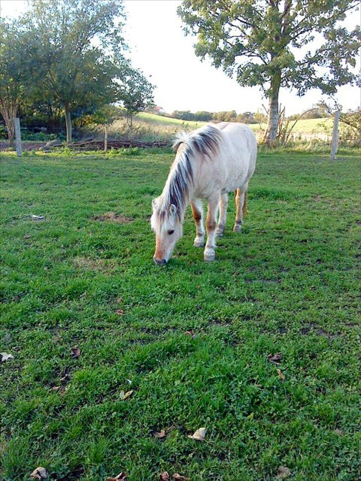 Fjordhest Lotte <3  billede 13