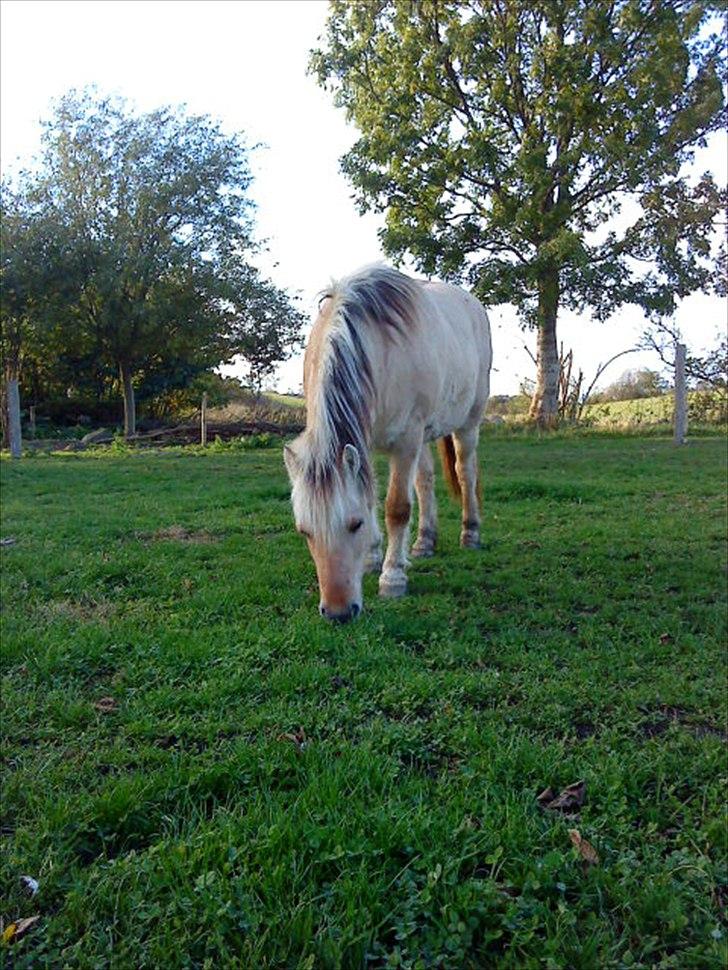 Fjordhest Lotte <3  billede 14