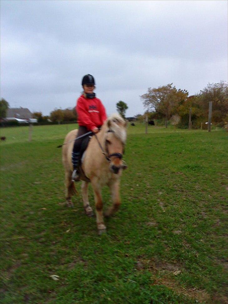 Fjordhest Lotte <3  - Bassen er lige ude og få den daglige motion. <3 billede 15
