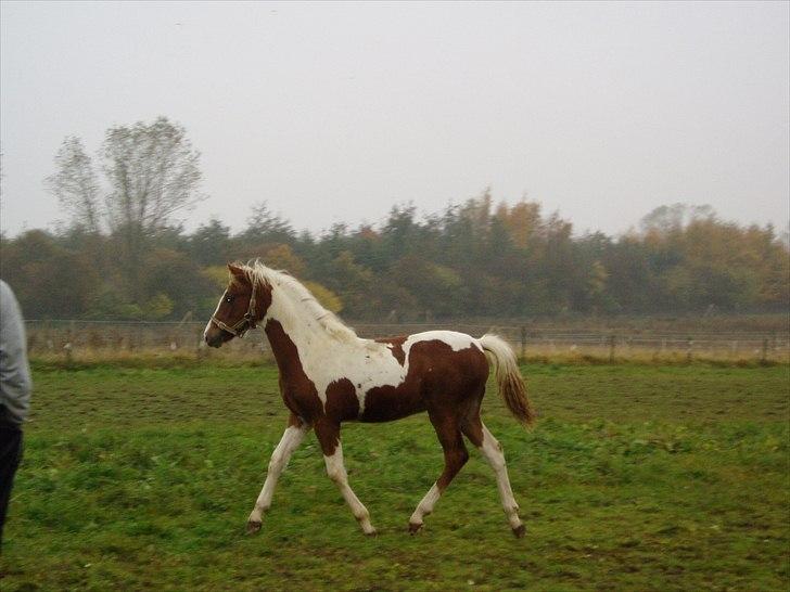 Pinto Svalebos Red Bull SOLGT   billede 15