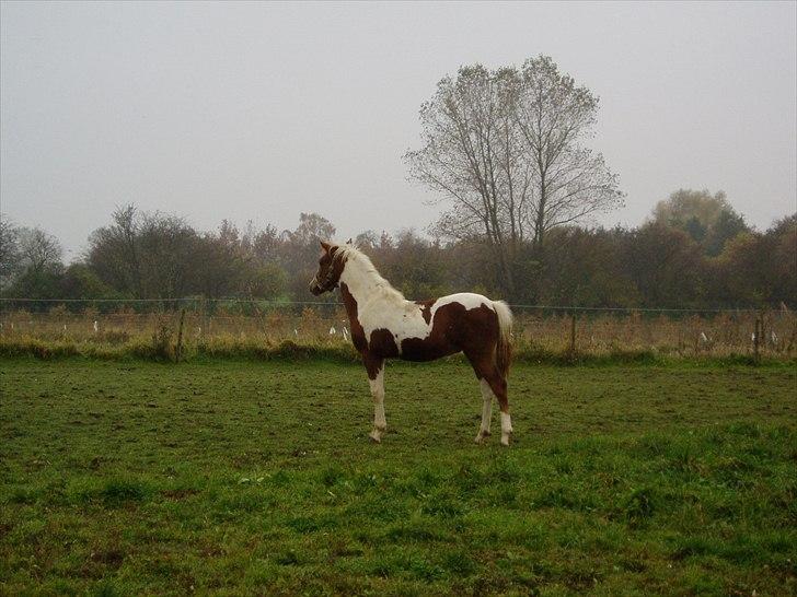 Pinto Svalebos Red Bull SOLGT   billede 16