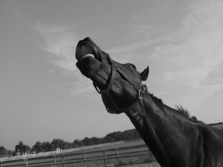 Oldenborg Prins Hamlet 387 † R.I.P † - ØSR, En varm sommer aften!   Sommeren 2010. © Foto: Mig  billede 6