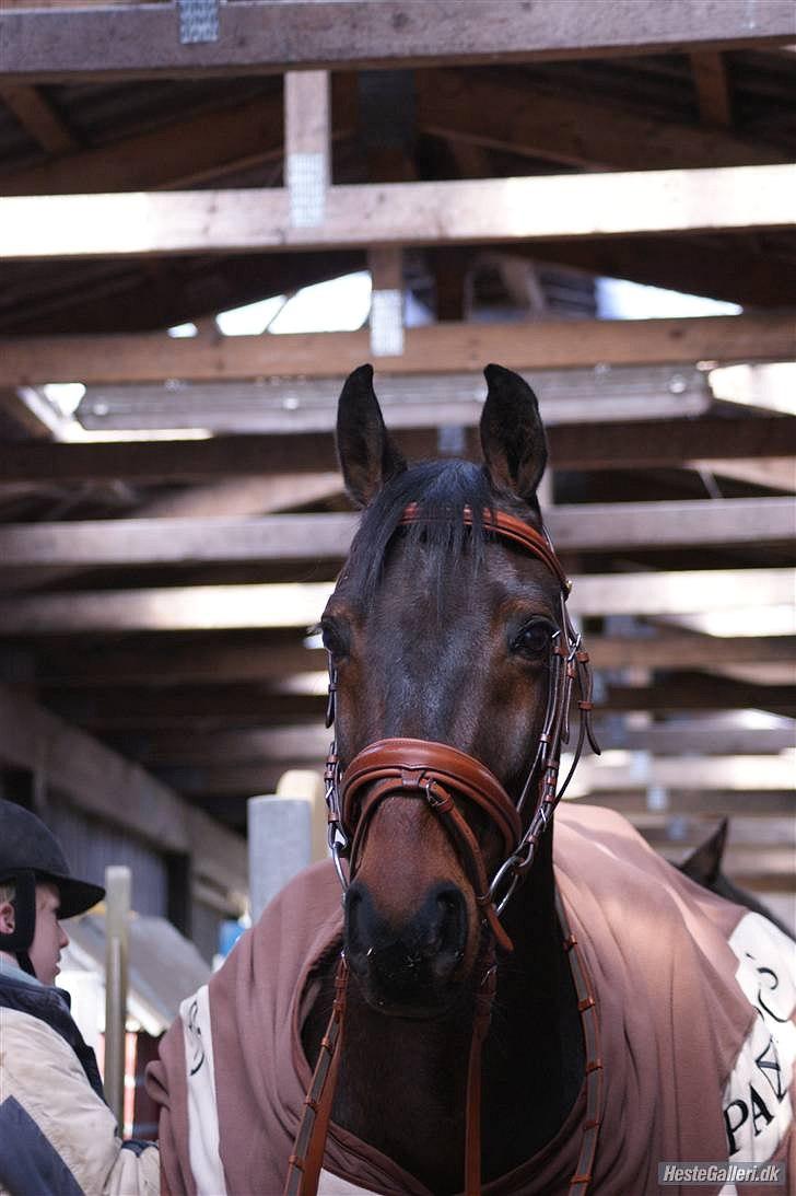 Oldenborg Prins Hamlet 387 † R.I.P † - ØSR, Modelbilledet af smukke prins! (-: Foråret 2010 © Foto: LJ-Foto  billede 7