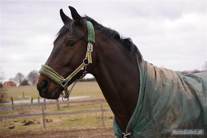 Oldenborg Prins Hamlet 387 † R.I.P † - ØSR, Fold billede af min smukke hest :-) Foråret 2010 © Foto: LJ-Foto  billede 3