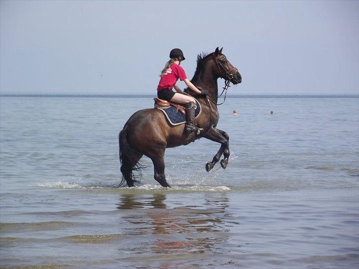 Oldenborg Prins Hamlet 387 † R.I.P † - ØSR, Prins & jeg på strandtur :-) Han syntes det var rigtig sjovt. Sommeren 2010. © Foto: Caro  billede 10