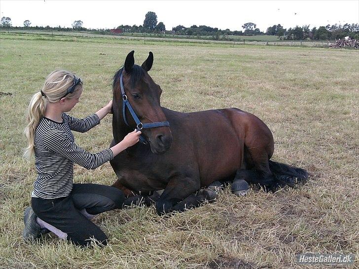 Oldenborg Prins Hamlet 387 † R.I.P † - ØSR, Prins og jeg ligger sammen på folden :-D Sommeren 2010 © Foto: LJ-Foto  billede 12