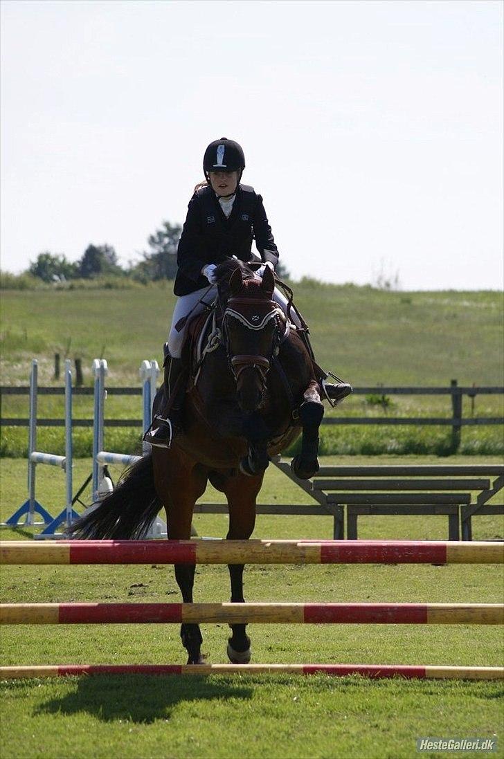 Oldenborg Prins Hamlet 387 † R.I.P † - ØSR, Springstævne 80cm B0 & LD 90cm. (; Sommeren 2010 © Foto: LJ-Foto  billede 15