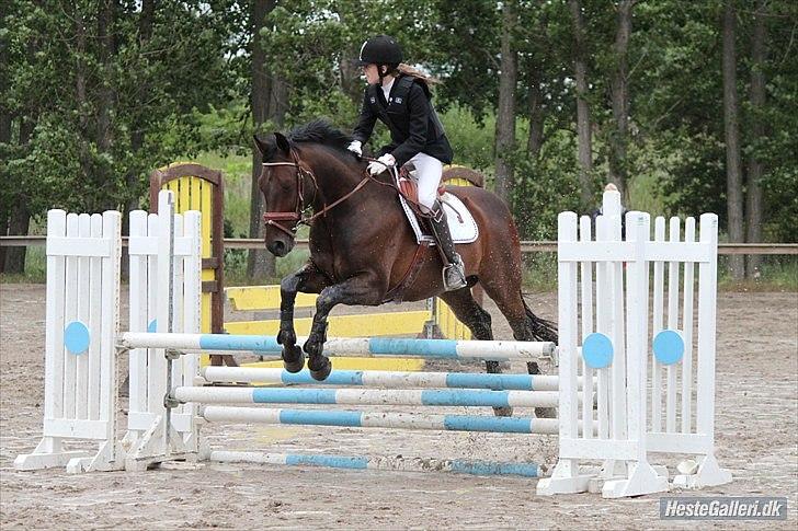 Oldenborg Prins Hamlet 387 † R.I.P † - BAR, trilbelbar i LD-90cm.  30-06-2010 © Foto: Jose  billede 16