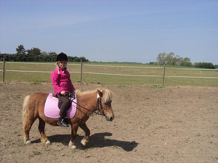 Shetlænder Lotta billede 6